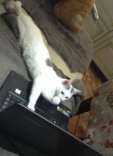 cat