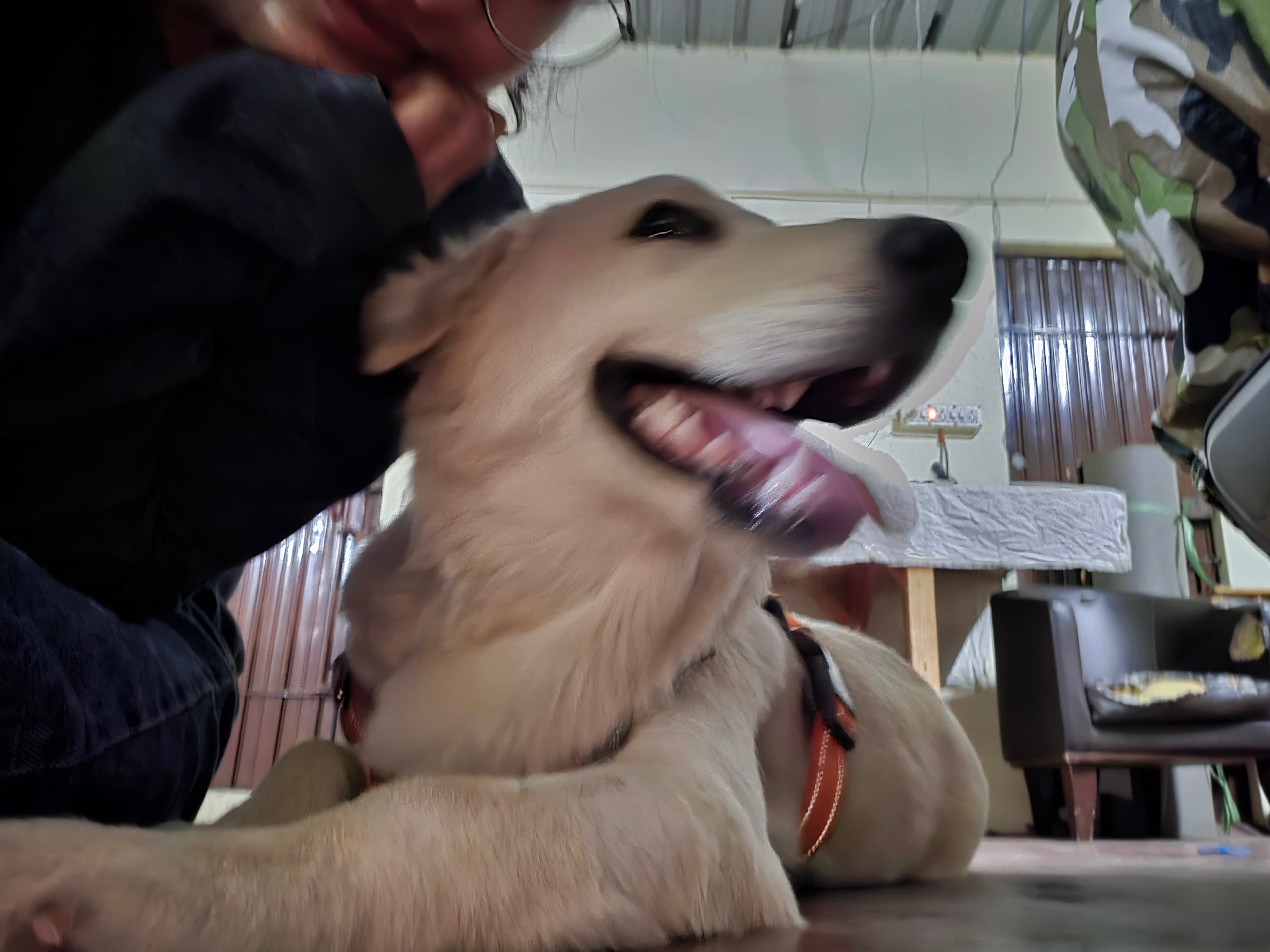 my doggo